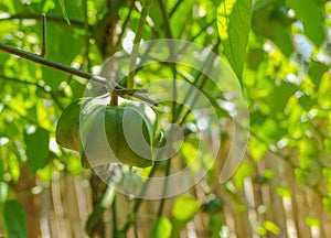 Fresh green Sacha inchi peanut fruit from organic farm.