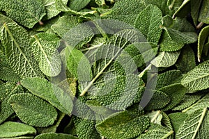 Fresh green sage leaf herb, texture, background