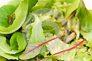 Fresh green salad