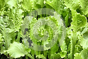 Fresh green salad growing on the seedbed