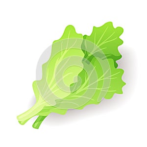 Fresh green salad leaf icon isolated, organic healthy food, vegetable, vector illustration.