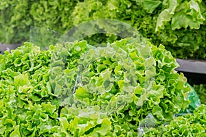 Fresh green salad leaves in a market, healty food