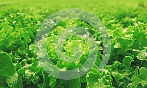 Fresh green salad lettuce