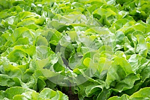 Fresh green salad lettuce