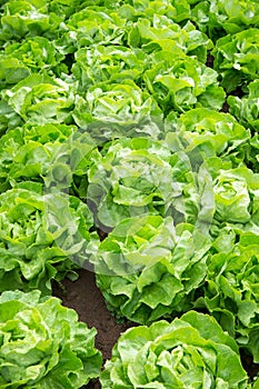 Fresh green salad lettuce