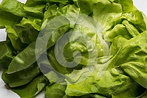 Fresh green salad lettuce isolated on white.
