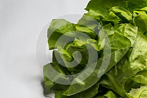 Fresh green salad lettuce isolated on white.