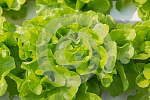 Fresh Green Salad Lettuce Vegetable growing in Plastic Pipe in H