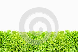 Fresh green salad lettuce vegetable texture, on white background