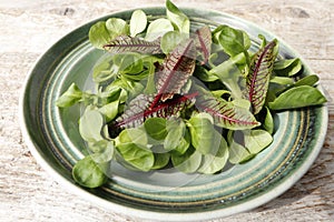 Fresh green salad and sorrel