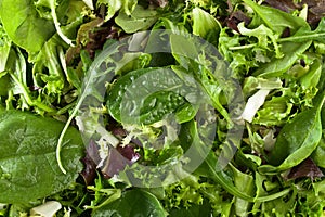 Fresh green salad with spinach,arugula and lettuce