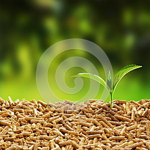 Fresh green seedling sprouting from wood pellets photo
