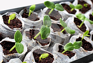 Fresh green seedlings