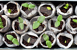 Fresh green seedlings