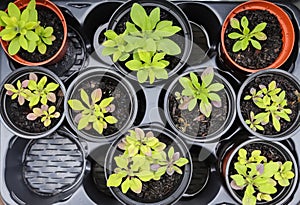 Fresh green seedlings growing in pots. Garedning concept