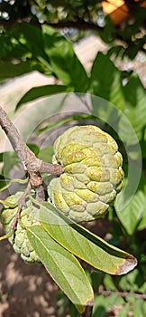 The fresh green seeta fruit on the tree