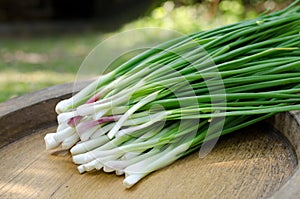 Fresh green shallot