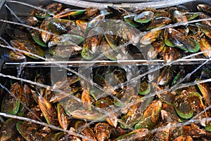 Fresh Green Shell Mussels, Havelock, New Zealand