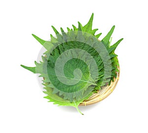 Fresh green shiso leaf on white background