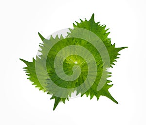 Fresh green shiso leaf on white background