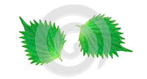 Fresh green shiso leaf on white background