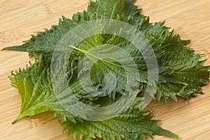 Fresh green shiso leaves