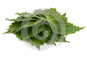 Fresh Green Shiso or Oba leaf isolated on a white background