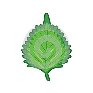 Fresh Green Shiso or Oba leaf on white background. photo