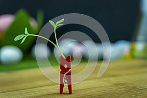 Fresh green shoot in a red clothes peg