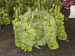 Fresh green small bananas in the big market