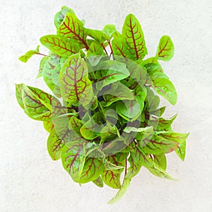 Fresh green sorrel leaves