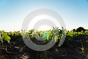 Fresh green soy plants on the field in summer. Young soy crops during the period of active growth. Rows of young soybean plants.