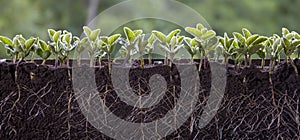 Fresh green soybean plants with roots