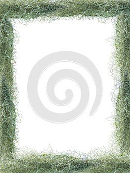 Fresh Green Spanish Moss Tillandsia crocata hanging plant on white isolated background. Nature theme background