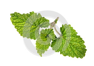 Fresh green spices -mint leaves ,isolated on