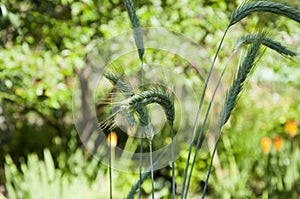 Fresh green spikelet. wheat grass closeup. plant of rye. wheat spikelets with grains. oatmeal bouquet for sub-crust, flour