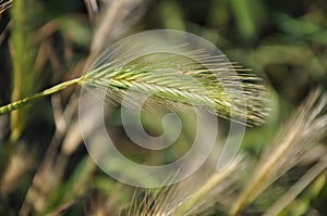 Fresh green spikelet. wheat grass closeup. plant of rye. wheat spikelets with grains.Fresh green grass closeup.