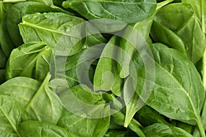 Fresh green spinach leaves background