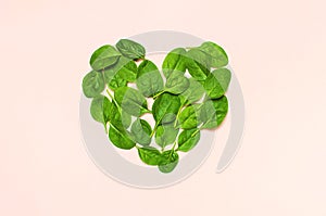 Fresh green spinach leaves in the shape of heart on pink background Flat lay top view copy space. Creative food concept.