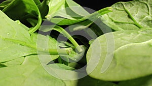 Fresh green spinach macro with probe lens