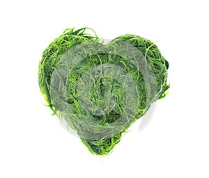 Fresh green spirogyra or zygnematales texture in heart shaped patterns on white background