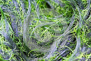 Fresh green spirogyra or zygnematales texture , natural background