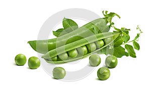 Fresh green split pod and peas isolated on white background