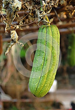 Fresh green sponge gourd photo