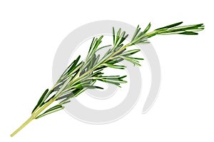 Fresh green sprig of rosemary