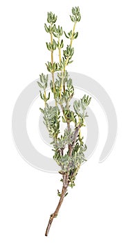 Fresh green sprig of thyme isolated on white background. Thyme garden. Cooking herb
