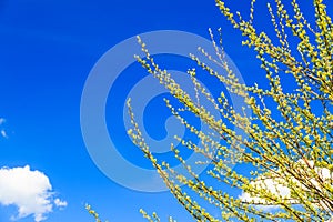 Fresh green spring bush Italy