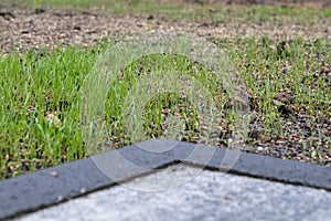 Fresh green spring gras closeup Lawn grass sprouting, sowing crops and grains