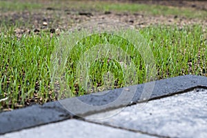 Fresh green spring gras closeup Lawn grass sprouting, sowing crops and grains