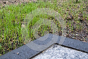 Fresh green spring gras closeup Lawn grass sprouting, sowing crops and grains